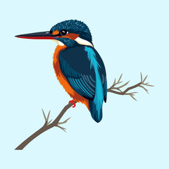 Obraz premium Colorful Bird Vector Illustration Design with Transparent Background – Fully Editable