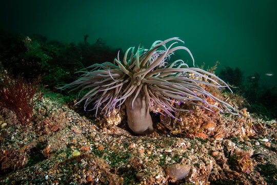 The snakelocks anemone (Anemonia viridis) is a sea anemone found in the eastern Atlantic Ocean and the Mediterranean Sea. 
