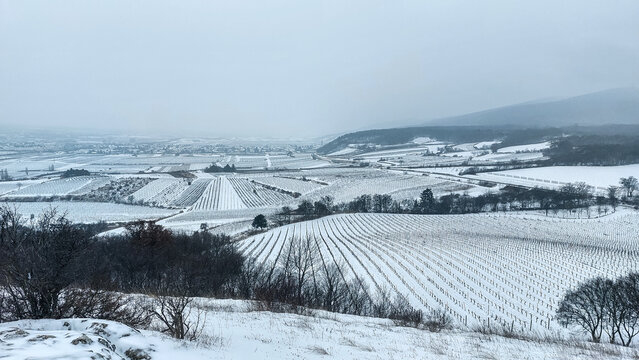vineyards in the snow