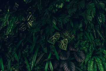 Close up group of background tropical green leaves texture and abstract background. Tropical leaf nature concept.