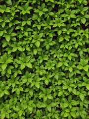 Fototapeta premium Lush green foliage creating a vibrant and refreshing background, growth, vibrant, plant