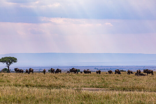 landscape with rainbow Maasai Mara National Game Reserve Park Savannah Grassland Great rift valley wilderness nature fauna wild wildlife Narok County Kenya East Africa landscapes safaris travels disco