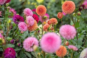 Colorful, mixed group of dahlia flowers in a garden. Orange and purple-pink color tones.