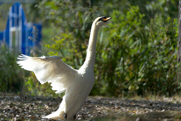 Obraz premium Swan With Wide Open Wings Ready to Fly