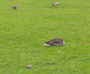 duck on the grass