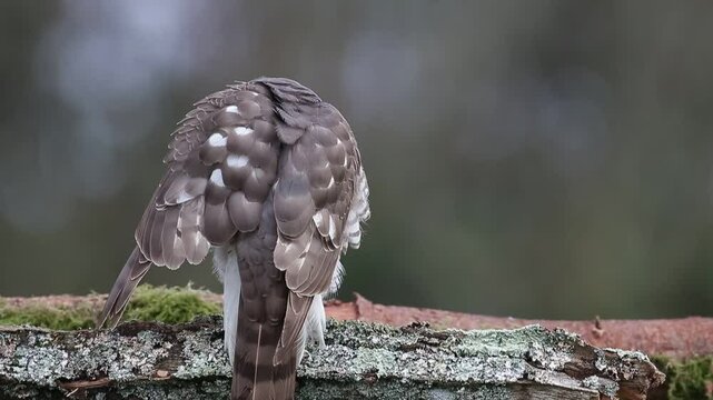Sparrowhawk Accipiter nisus Close-up, Bird of prey looking around with beautiful background. Slow motion preening.