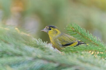 A male eurasian siskin sits on a spruce twig. Carduelis spinus