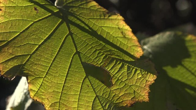 Close up of deciduous leaf backlit by sun as autumn starts to approach with veins. Abstract background of nature England UK 4K