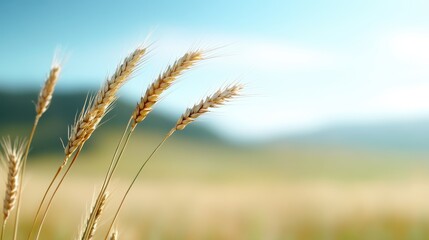 Delicate wheat stalks captured in a field bathed in soft morning light, creating an idyllic and peaceful rural scene symbolizing growth and new beginnings.