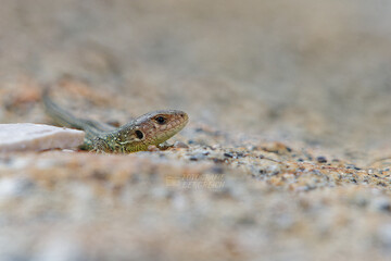 Naklejka premium Zauneidechse