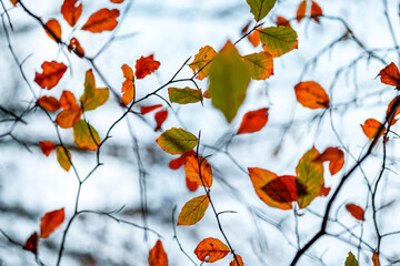 Autumn leaves on the branch 