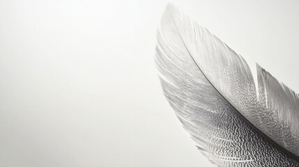 A close-up of a delicate feather against a soft, neutral background, emphasizing its intricate texture and elegance.