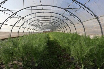 Fototapeta premium SERRE AGRICOLE