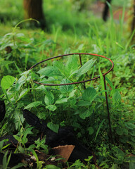 A rusty metal ring frames a vibrant green plant, surrounded by lush foliage. The image evokes a...