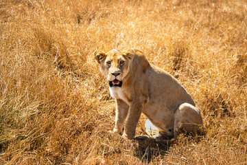 A lioness sitting and looking at the camera in Ngorongoro crater, Tanzania © John