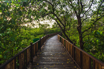Fototapeta premium Mangrove Forest with walking path for visitors made from wood. View of Mangrove Forest in Wonorejo Mangrove Forest, Surabaya, East Java, Indonesia.
