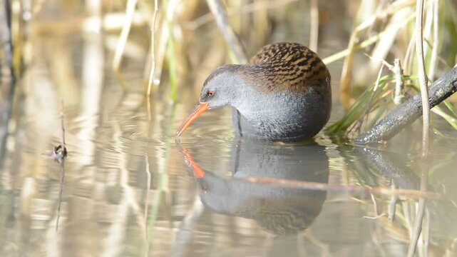 Water Rail Rallus aquaticus in the wild. Close up The bird feeds in the reeds. Slow motion. Close up