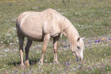Fototapeta premium Wild Horse in the Pryor Mountains Montana in Summer