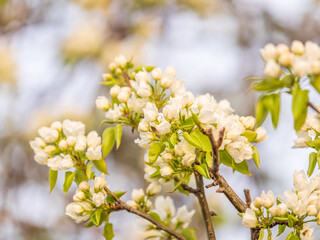 Obraz premium White blossoming apple trees. White apple tree flowers