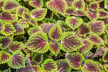 Colorful foliage of the painted nettle (Coleus scutellarioides).