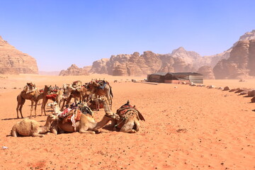 Camels in a Wadi Rum desert, Jordan