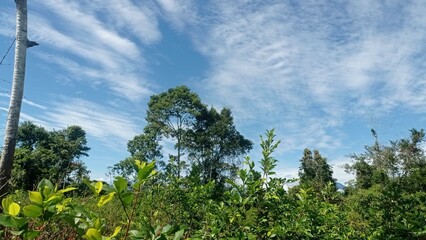 paisaje tropical bajo un cielo azul salpicado de nubes blancas