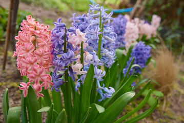 hiacynty, kwiat, fiolet, jary, charakter, kwiat, jardin, lavende, roślin, błękit, szafirek, kwiat, lato, bez, hiacynt, kwiat, kwiatowy, szafirek groniasty, , beuty, feuille, busz, flora, pora roku, 