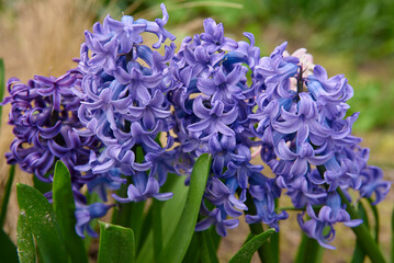 hiacynty, kwiat, fiolet, jary, charakter, kwiat, jardin, lavende, roślin, błękit, szafirek, kwiat, lato, bez, hiacynt, kwiat, kwiatowy, szafirek groniasty, , beuty, feuille, busz, flora, pora roku, od
