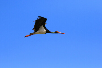 Obraz premium Wildlife - Birds. Black storks (Ciconia nigra) live in wetland and semi-marsh areas. They feed on fish, amphibians, insects, reptiles, mammals, and eggs or young in the nests of songbirds.