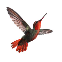 Fototapeta premium Hummingbird in Flight