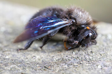 Detailed closeup on a large Mediterranean Carpenter bee, Xylocopa violacea