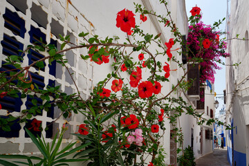 Medina of Asilah, Rif, Morocco