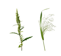 Two stems of forest and meadow plants on transparent background