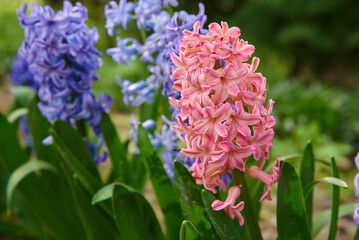 hiacynty, kwiat, fiolet, jary, charakter, kwiat, jardin, lavende, roślin, błękit, szafirek, kwiat, lato, bez, hiacynt, kwiat, kwiatowy, szafirek groniasty, , beuty, feuille, busz, flora, pora roku, od