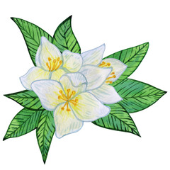 Fototapeta premium Jasmine flowers with white blooms and vibrant green leaves. watercolor illustration Composition of buds, foliage, and greenery
