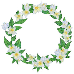 Jasmine flowers with white blooms and vibrant green leaves. Wreath of buds, foliage, and greenery. Spring and summer botanical watercolor circlet, isolated on a white