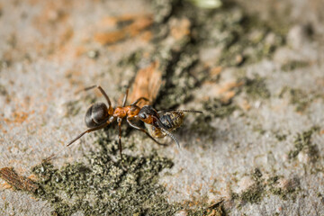 Nahaufnahme einer Ameise an der Rinde und Stamm eines Apfel Baum, Deutschland
