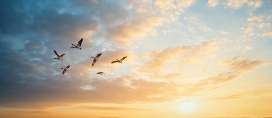 Fototapeta premium Birds Flying at Sunset