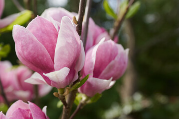 Magnolia, krzew, drzewa, beauty, życie, wrażliwość, erotyzm, zapach, stalowe magnolie, spektakularne, gatunek, sekret, stanowisko słoneczne, gałąź,  