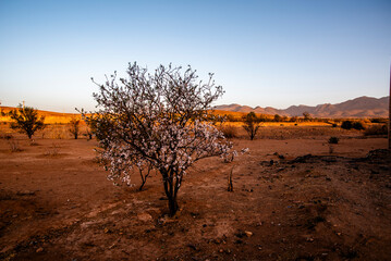 2024 03 10 Marrakesh almond tree in bloom 20