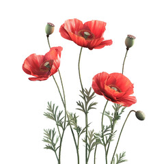 Obraz premium Poppy Flower Bouquet