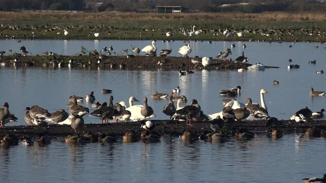 Ducks in winter in England in nature reserve. Wildfowl birds teal, wigeon and other duck UK 4K