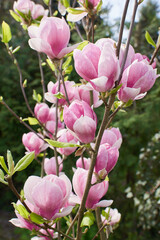 kwiat magnoli, czystość, charakter, sielanka, jardin, kwiat, roślina, kruchość, kubki, kwiat, drzewo, flora, kwiat, wiosna, beuty, feuille, róż, krzew, biała, piękne, kwitnienie, gałąź, makro, wspania