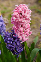 hiacynty, kwiat, fiolet, jary, charakter, kwiat, jardin, lavende, roślin, błękit, szafirek, kwiat, lato, bez, hiacynt, kwiat, kwiatowy, szafirek groniasty, , beuty, feuille, busz, flora, pora roku, od