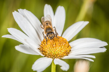 Obraz premium Margeriten Blume im Frühling mit weißen Blättern und mit einer Honig Biene beim Honig sammeln, Deutschland