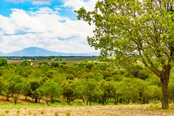 Obraz premium Provence landscape in summer, France