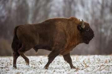 European bison - Bison bonasus in the Knyszyn Forest (Poland)