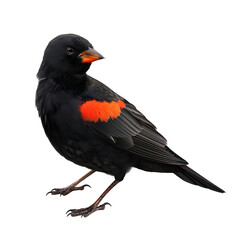 Obraz premium Red-winged Blackbird: A Detailed Portrait