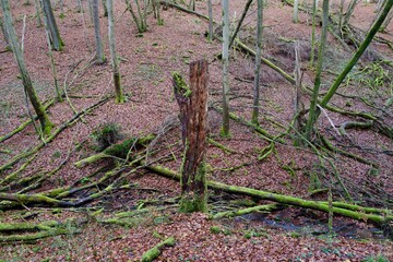 old rotten broken tree in a forest in autumn
