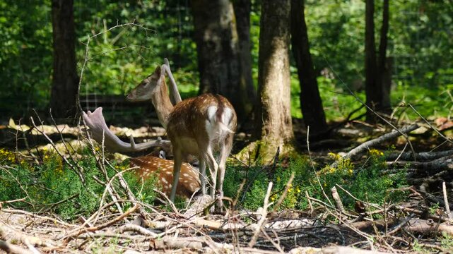 Fallow deer in natural environment. Vision Park in Auberive region, France. Slow motion
